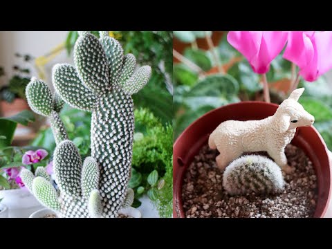 園芸 紙のウチワサボテン