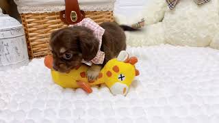 ハーフ犬の動画02