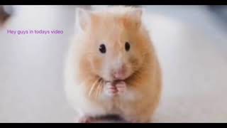 Why your hamster makes clicking noises