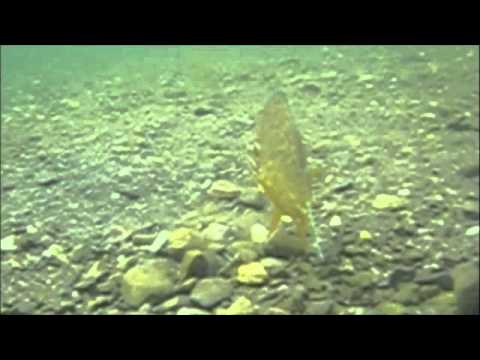 Maid of Water S1 Ep3 ~ "Parent Fish"