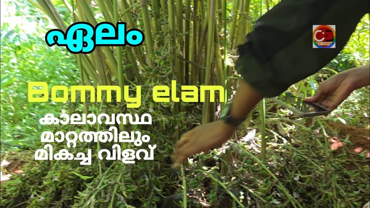 ഏലം I ബൊമ്മി ഏലം I കാലാവസ്ഥ മാറ്റത്തിലും മികച്ച വിളവ് I കൂടുതൽ പച്ചനിറം I നല്ലതൂക്കം I നാരുകട്ടി | Cardamom I Bommi Cardamom I Better yield despite climate change I More green color I Good weight I Fiber content