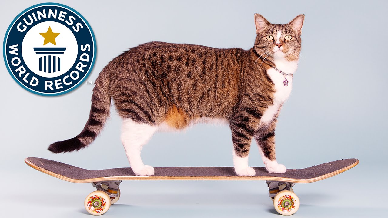 Didga, el gato skater, bate un Record Guinness