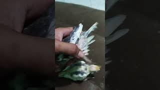 Download lagu parkit Australia falk usia 25 hari #shorts #short #cockatiel #parkit #birds mp3