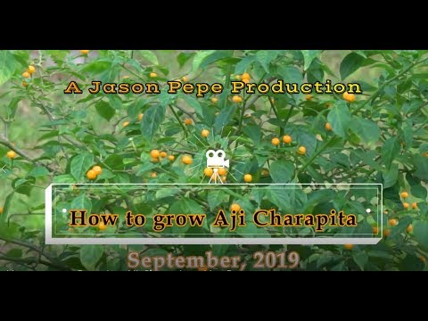 download lagu mp3 mp4 Peruvian Chili Peppers, download lagu Peruvian Chili Peppers gratis, unduh video klip Peruvian Chili Peppers