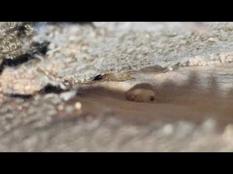 Drywood Termites in Princeton, NJ