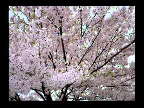 Ne me quitte pas - Bogdan Sobkowiak