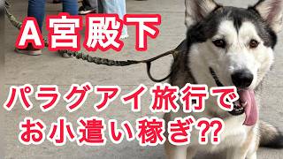 A宮殿下 パラグアイ旅行でお小遣い稼ぎ ??