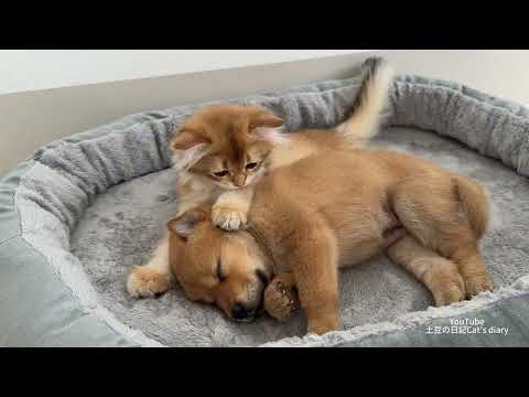 YouTube 썸네일