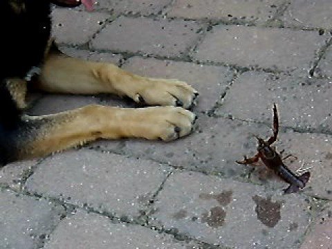 Frida vs Procambarus clarkii