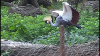 preview picture of video 'La Grue couronnée - Jardin des Oiseaux -  Upie  (26120)'