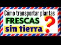 COMO ENVIAR PLANTAS | COMO EMBALAR PLANTAS | COMO TRANSPORTAR PLANTAS EMPACADAS | PLANTAS POR CORREO