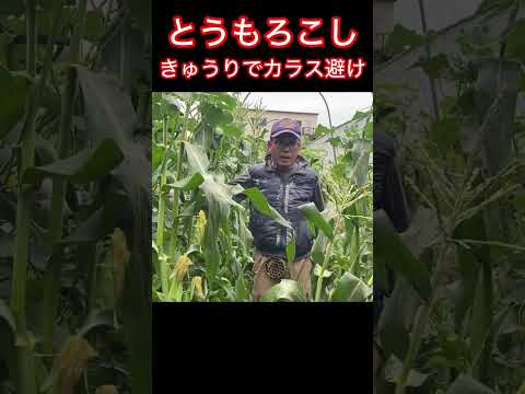 ゼラニウムの多年生アイビーガーデンバーベナと組み合わせる植物はどれですか