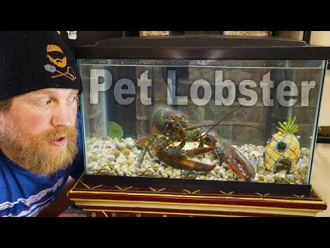 image-How long do lobsters live in captivity?