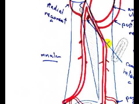 ulnar and radial arteries quick reviw