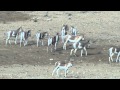 Onagers In The Negev Desert Near Mitpze Ramon Israel