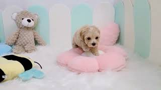 ハーフ犬の動画01