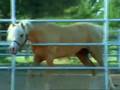 Roy Roger's Trigger look-a-like Palomino Stallion Gold Stallion at stud