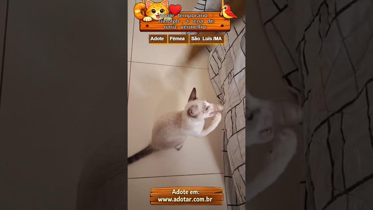 Gato raça SRD-ViraLata idade 7 a 11 meses nome nome temporário: rudolph, a rena de nariz vermelho