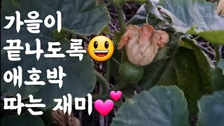 애호박 가을이 끝나도록 수확