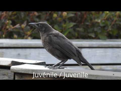 Common Grackle juvenile and adult