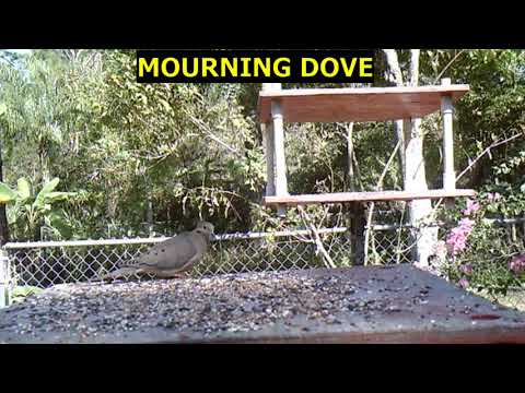 MOURNING DOVE