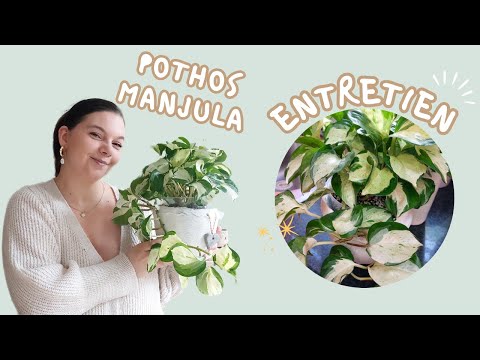 🪴POTHOS MANJULA || Entretien, arrosage, substrat,...🪴