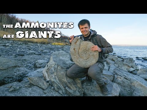 Hunt for GIANT AMMONITES | DINOSAUR BONES Found | Search for Fossils