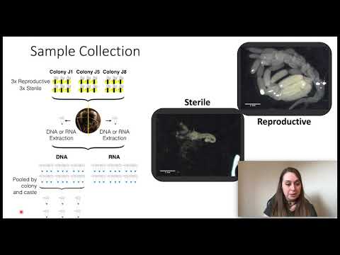 DNA methylation and gene expression changes between bumblebee workers | Hollie Marshall