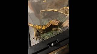Gecko Reptiles Videos