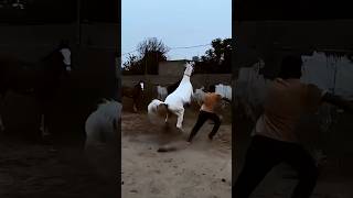 Download lagu Horse breeding video #shortvideo #shortsfeed #shortsyoutube #animals #shortfeed #funny #animalcare # mp3