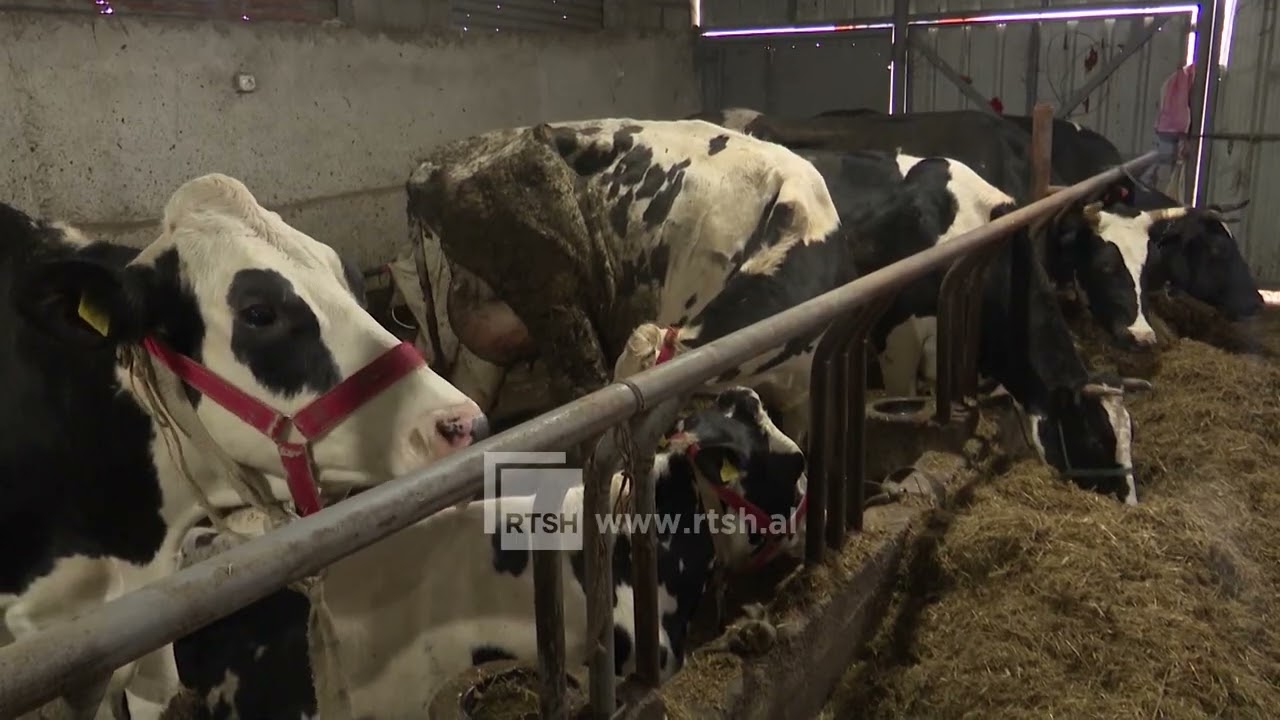 Skemat mbështetëse në bujqësi: Grupimi në shoqata rrit përfitimet për fermerët