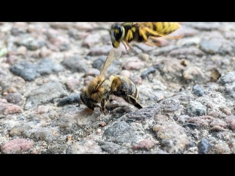 EPIC Battle between WASP and BEE - WINNER??
