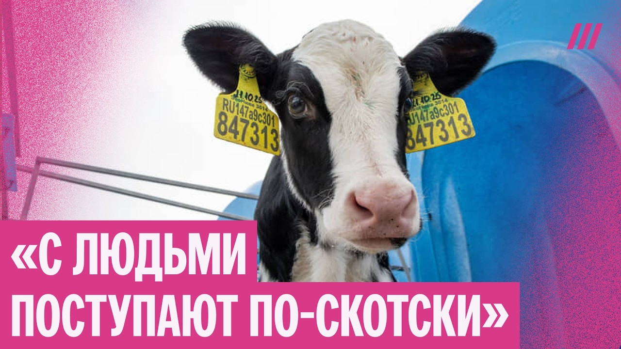 Фермеры без коров и денег. Массовые протесты в Сибири продолжаются, «Миратор