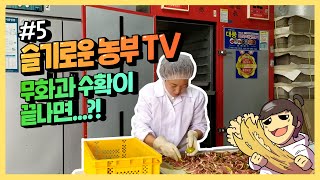 슬기로운 TV ep.5 쭈글쭈글해진 무화과, 말린 무화과 맛의 비밀?