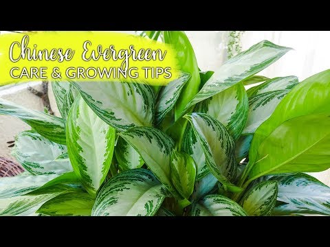 download lagu mp3 mp4 Chinese House Plants, download lagu Chinese House Plants gratis, unduh video klip Chinese House Plants