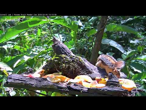 Variegated Squirrel – Panama Fruit Feeders – Feb. 5, 2018