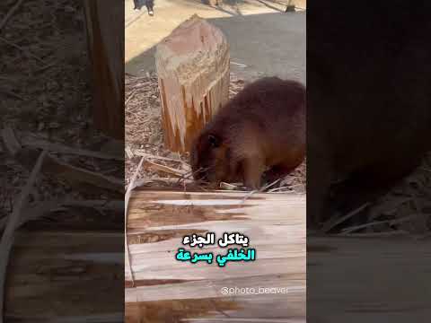 ​لماذا لا يتوقف القندس عن قطع الاشجار؟