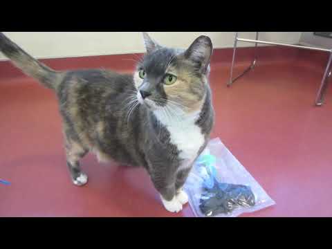 ** ADOPTED!** Najah, a sweet, independent 8-year old dilute Calico