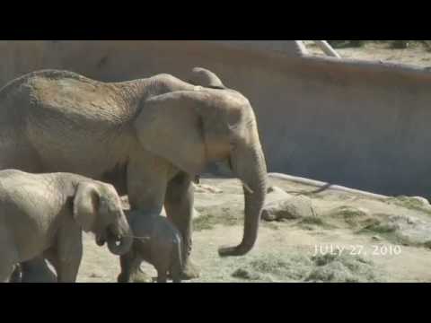 "Playing with Food"-SDZWAP- Elephant Cam July 27, 2010