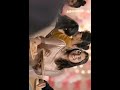 MGR Songs Thanga Pathakkam
