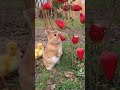 Bunny eating strawberries with duck
