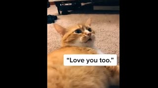 Download lagu Cat Saying 'I Love You' Back To Her Owner mp3 Download lagu Cat Saying 'I Love You' Back To Her Owner mp3