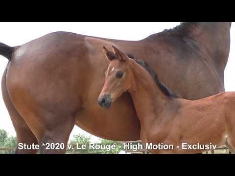 Trakehner Fohlenschau 2020 im Gestüt Schäplitz