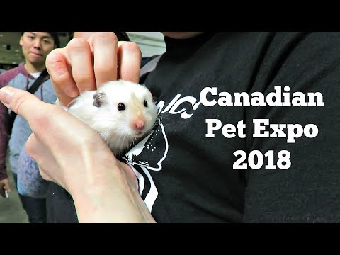 download lagu mp3 mp4 Pet Fair 2018, download lagu Pet Fair 2018 gratis, unduh video klip Pet Fair 2018