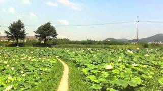 preview picture of video '노을+꽃+열차 / Sunset+Flower+Trains, KOREA'