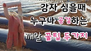 감자 심을때 누구나 공감하는 깨알 꿀팁 두가지~  알면 두번일 안한다