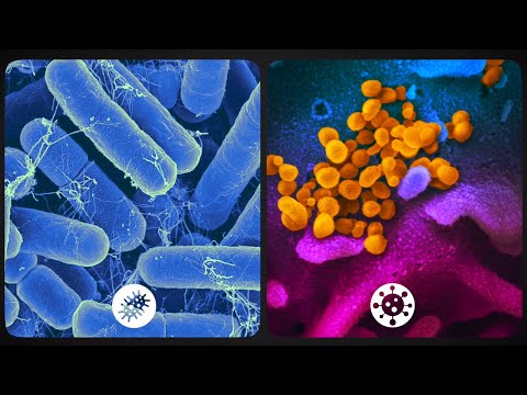 Bacterium vs. Virus
