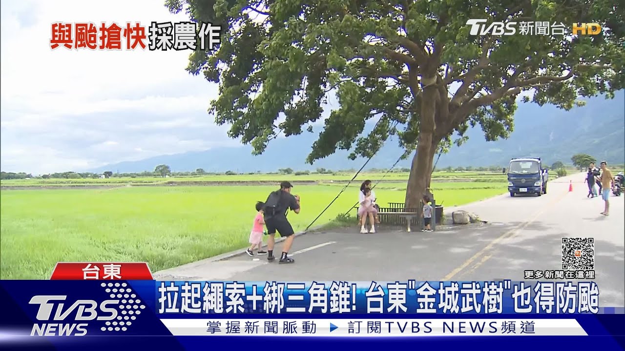拉起繩索+綁三角錐! 台東「金城武樹」也得防颱