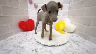 イタリアングレーハウンドの動画01