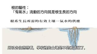 Re: [新聞] 逢甲榕樹奪命！校內131喬木「還有5棵列